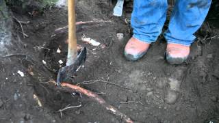 Stump Removal Holistic Approach [upl. by Yeslrahc]