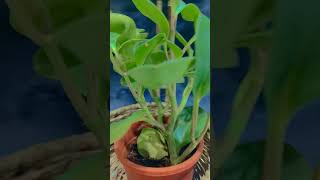 New plants in my home🌵💐yt shots [upl. by Cleodal312]