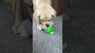 Tough Treat Tummy dogtoy dogsplaying dogtreats labrador [upl. by Otrebtuc537]