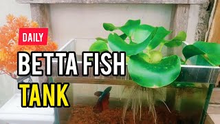 Daily Life Betta Fish Tank A5 [upl. by Macfarlane]