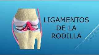 Ligamentos de la rodilla [upl. by Larcher887]