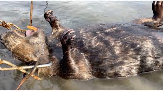 Spring Beaver Trapping  “Catch Clean Cook” How To Field Dress A Beaver For A Full Body Mount [upl. by Veriee296]