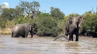 The Carers POV of an Elephant Swim 🐘💦 [upl. by Meibers147]