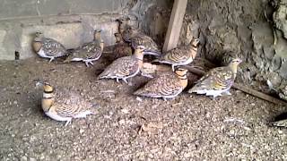 Pintailed Sandgrouse [upl. by Srini694]