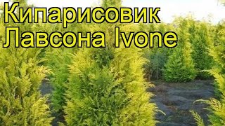 Кипарисовик лавсона Ивон Краткий обзор описание характеристик chamaecyparis lawsoniana Ivone [upl. by Anilet]