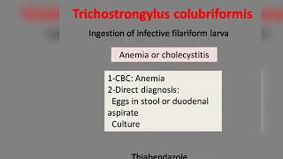 trichostrongylus record dr noha madbouly [upl. by Cram]