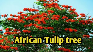 African Tulip treeAfrican Tulip tree Traditional uses arvmpcreations africantuliptree [upl. by Eetnahs]