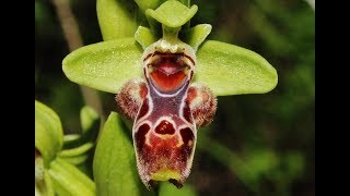 Ophrys flavomarginata Renz H Baumann amp Künkele  Cyprus [upl. by Som]