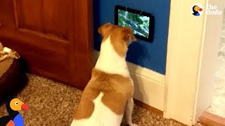 Dog Is So Excited To Get Her Own TV  The Dodo [upl. by Howlyn927]