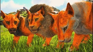 Dominei o Território Dos Tigres Eles Prometeram Voltar Leoas Mim Ajudaram Ark Survival Evolved [upl. by Atlante32]