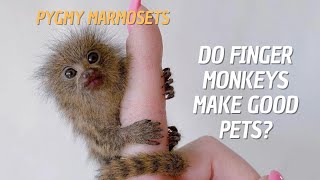 Can Pygmy Marmosets be Pets 🐒 Do Finger Monkeys Make Good Pets 🙉 [upl. by Paulsen]