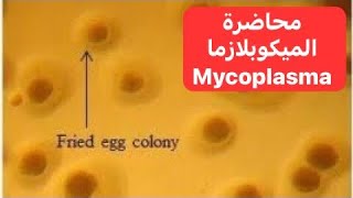 محاضرة الميكوبلازما Mycoplasma Lecture [upl. by Alidis]