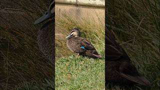 Birdlife  Centennial Park  Sydney  Australia [upl. by Hardi]