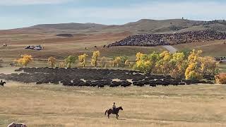 Buffalo Roundup at Custer state park in South Dakota 2023 see SDPB link below [upl. by Ainitsirhc]