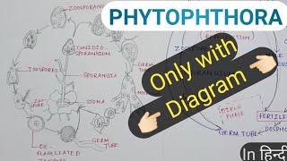 Phytophthora explanation in diagram conceptualizedays [upl. by Jesher901]