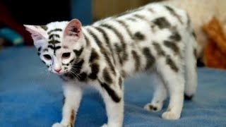 15 very expensive and rare cat breeds [upl. by Mailli]