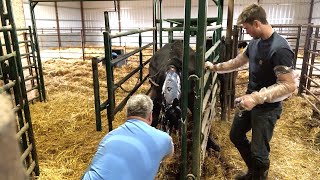 Pulling a BIG Black Angus calf [upl. by Billye]