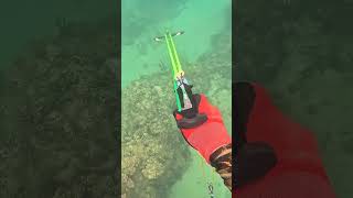 Bar Jack Stoned Spearfishing in Puerto Rico  Spearo spearfishing fishingtheisland [upl. by Dunning]