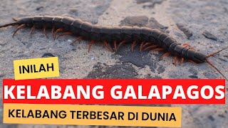 Kelabang Galapagos Kelabang Terbesar di Dunia [upl. by Oiratnom]