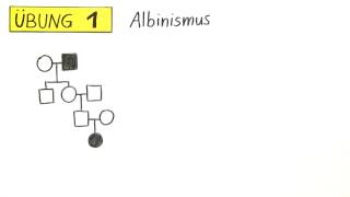 Erstellung und Analyse des Stammbaums  Übung  Biologie  Genetik [upl. by Nnaes403]