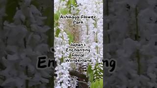 Ashikaga Flower Park Japans Enchanting Floral Wonderland [upl. by Esertap]