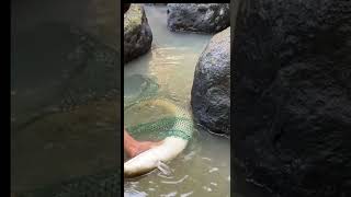 Monster Eel unsalted water shortsvideo shorts [upl. by Lemart]