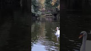 Swans Grace nature swan serenity [upl. by Halilahk]