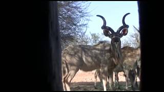 KUDU BULL HEART SHOT [upl. by Annahs]