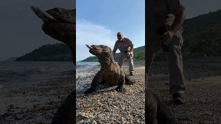 Komodo Dragon swallows eel😳 These guys look like dinosaurs🤯 [upl. by Wojak]