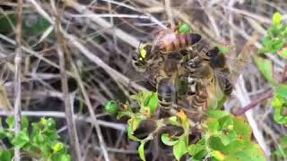 Queen out on mating or Orientation flights [upl. by Tine]