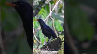 Yellow Billed Whistlingthrush  Blue Whistlingthrush shorts wildlife bird photography [upl. by Bilicki200]