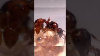 A Incrível Organização das Formigas Camponotus floridanus curiosidades formigas formiga [upl. by Sesiom]