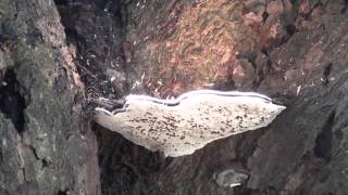 Spore dispersal of fungi Bark Mushroom [upl. by Ameerak]