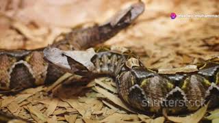 terrifying facts about the gaboon viper [upl. by Arat690]