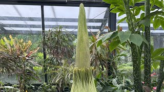 Corpse Flower Livestream [upl. by Gall]