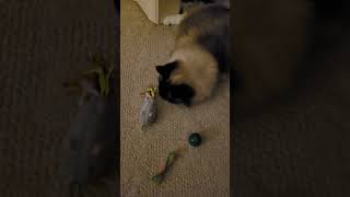 Petlinks Mouse Cat Toy REVIEW Winter 2023 [upl. by Ydal280]