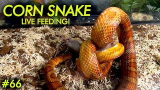 LIVE FEEDING  Corn Snake Does a WICKED Constriction on a Mouse [upl. by Ellek460]