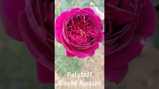 Falstaff DavidAustin [upl. by Seugram899]