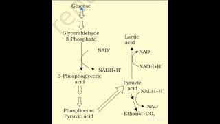 Fermentation biology respiration anaerobic [upl. by Noach]