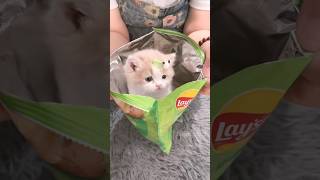 Do you like such a cute little kitten💕😻cat pets kitten cute [upl. by Loella]