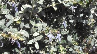 OLIVILLA Teucrium fruticans wwwriomoroscom [upl. by Imaj]