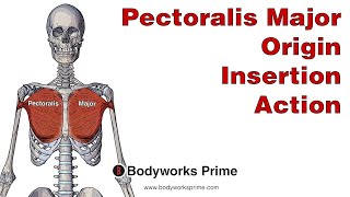 Pectoralis Major Anatomy Origin Insertion amp Action [upl. by Frankhouse]