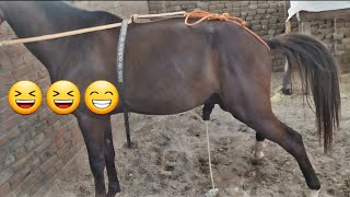 Animal Pooping 🐎 Funny Animals Pooping Horse Pooping [upl. by Aicil721]