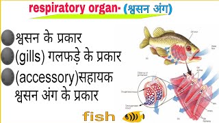 fishes respiration  accessory respiratory organ of fish  gills  gill structure  type of gills [upl. by Ahsi438]