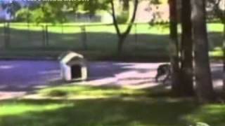 videos de perros chistosos [upl. by Baugh388]