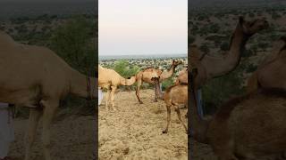 Camel testing program shorts الجمال [upl. by Nicolau]