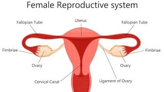 Female reproductive system explanation [upl. by Buller229]