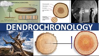 DENDROCHRONOLOGY  TREERING DATING [upl. by Akiras]