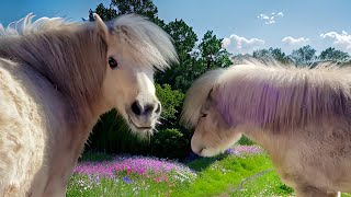 Secrets of Spring Captivating Shetland Ponies in Beautiful Paddock 😍🐴 [upl. by Dara]