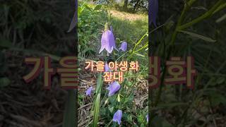 가을 야생화 잔대 가을꽃 초롱꽃과 딱주 사삼 [upl. by Rashida]